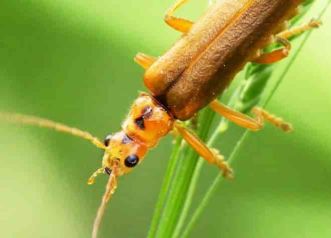 昆虫図鑑・セボシジョウカイ